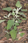 Lambsquarters